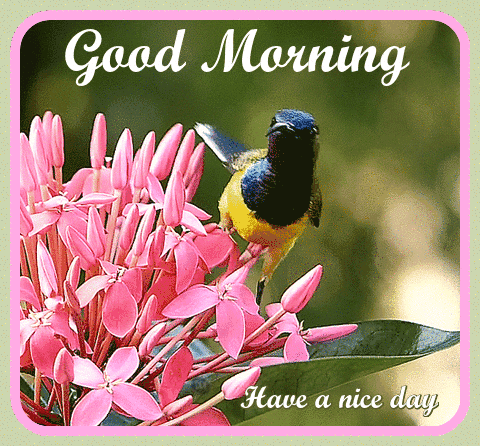 good morning with birds and flowers gif