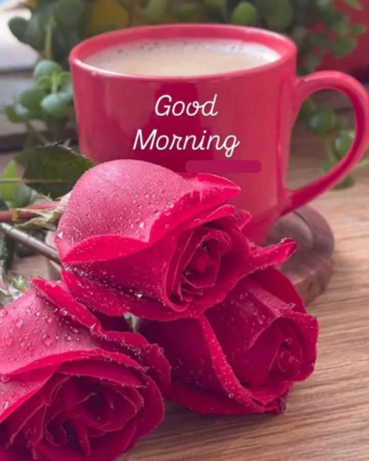 beautiful rose good morning images