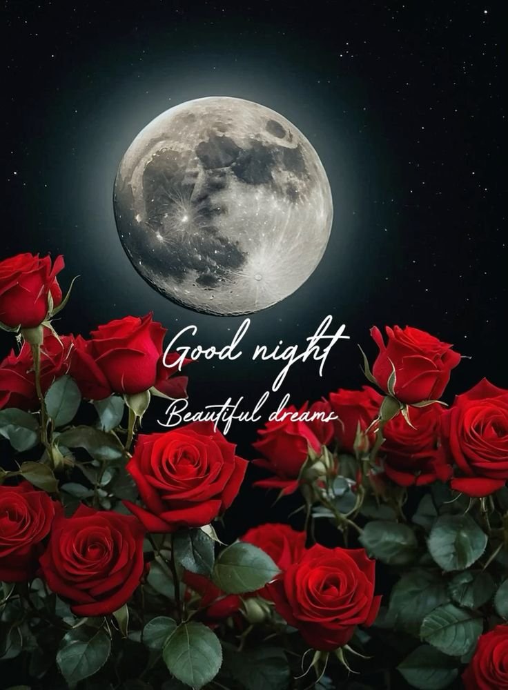 beautiful good night rose images
