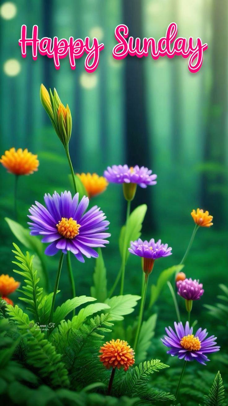 good morning happy sunday hd images