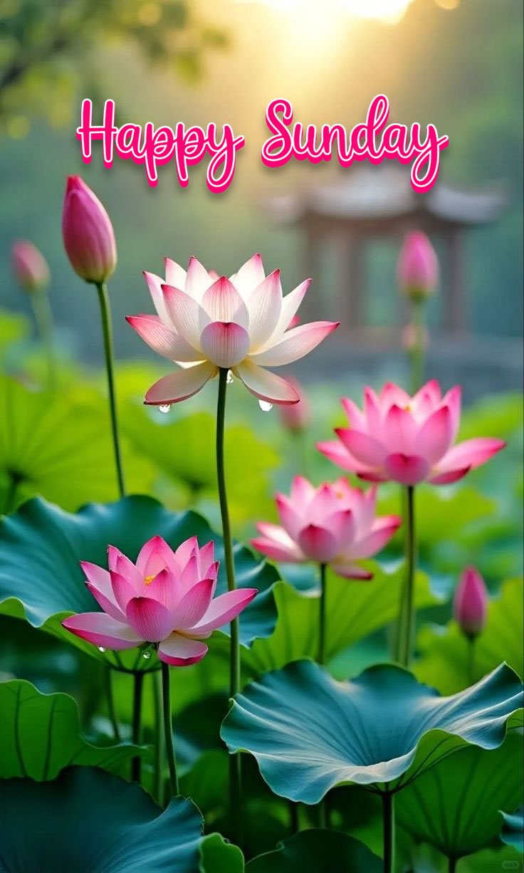 happy sunday images for whatsapp