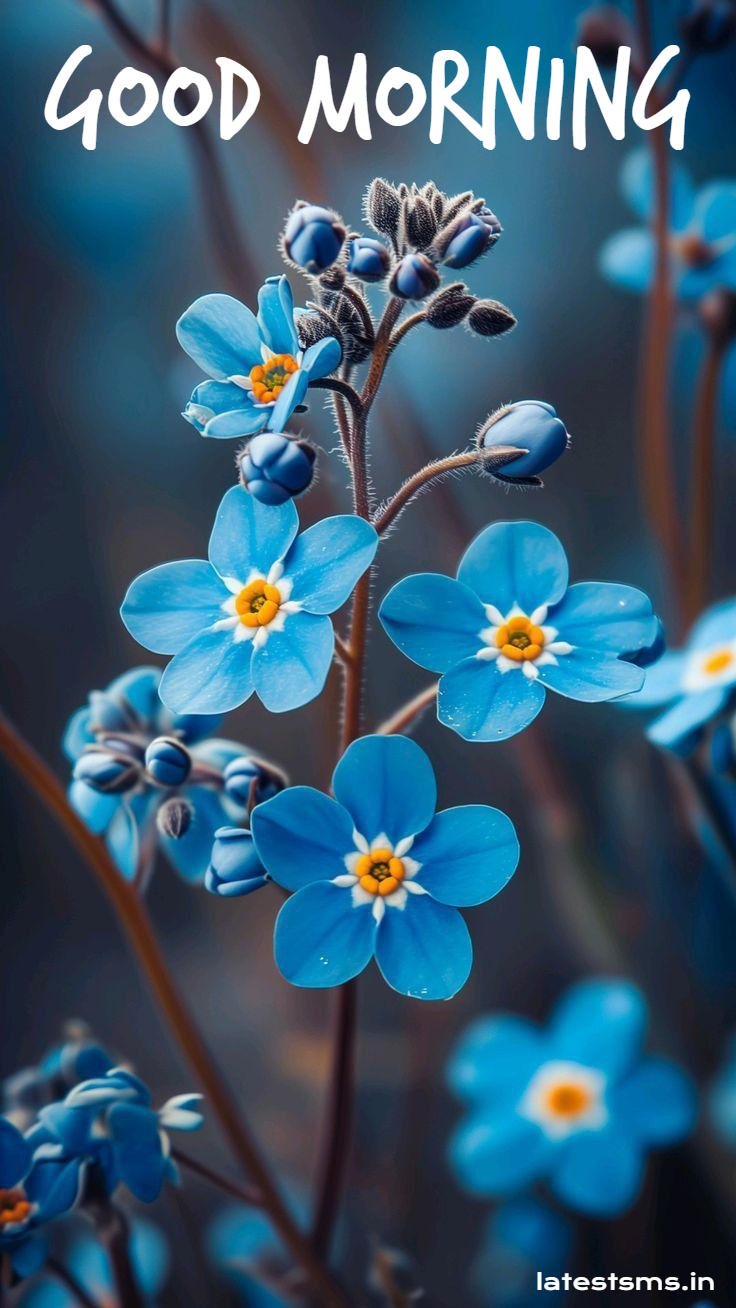 good morning beautiful picture for whatsapp