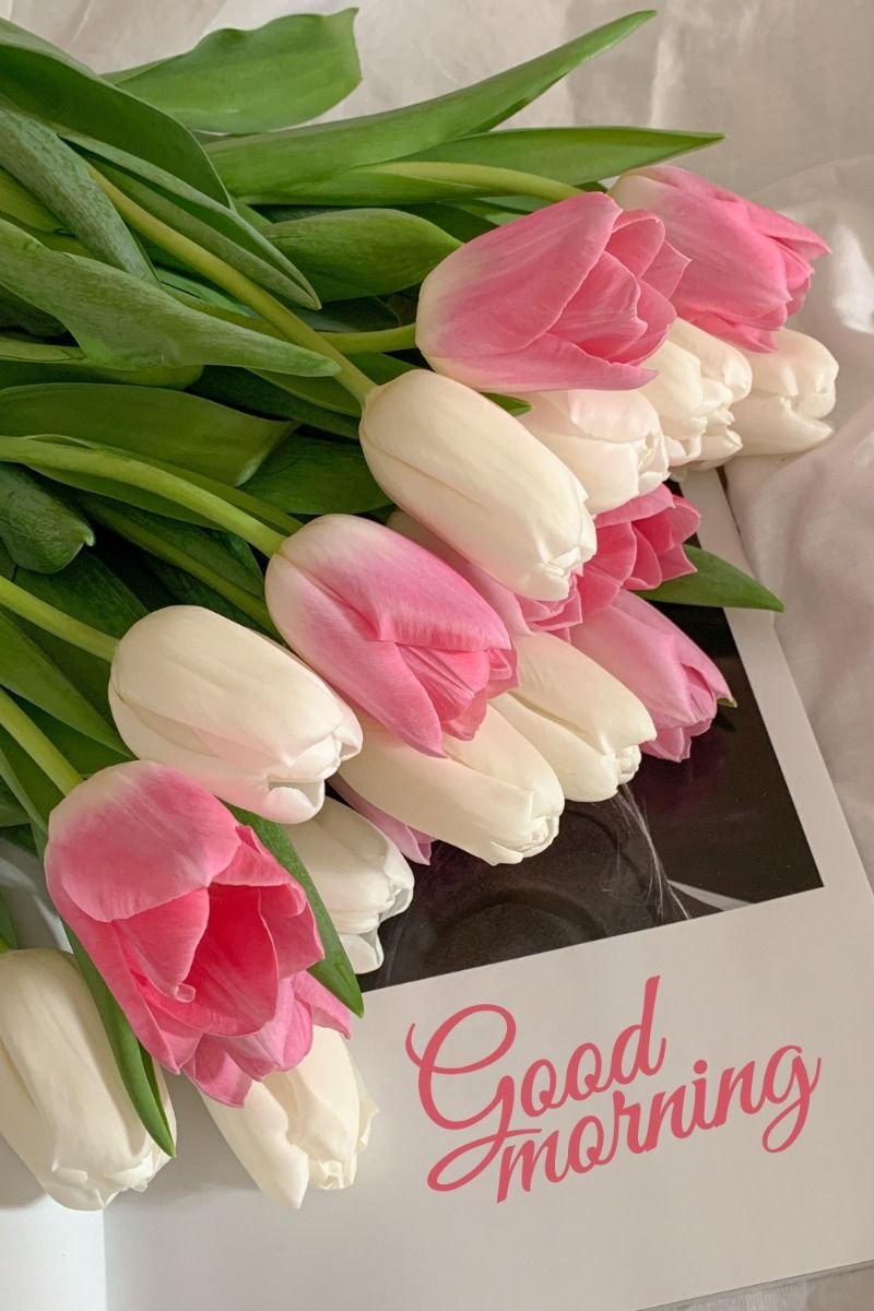 Good morning photos new hd