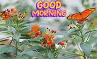 nature good morning gif